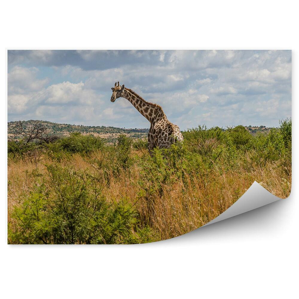 Fototapeta Żyrafa park narodowy trawa zieleń
