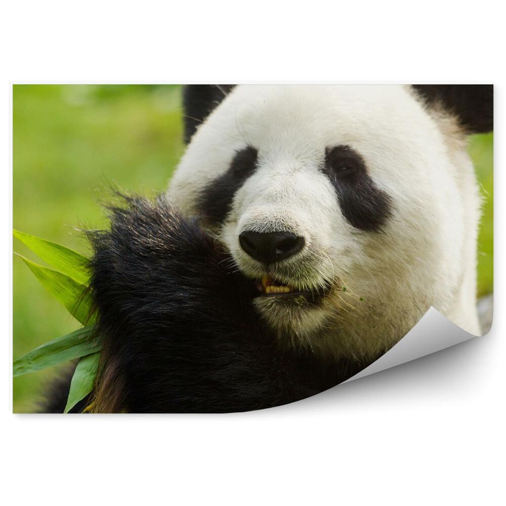 Okleina ścienna Panda jedząca liście