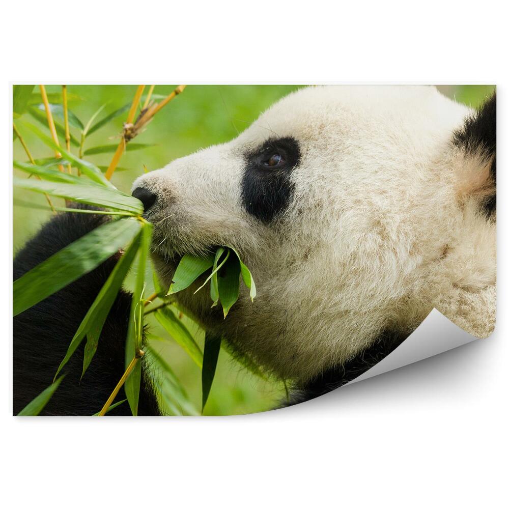 Okleina ścienna Panda jedząca bambus
