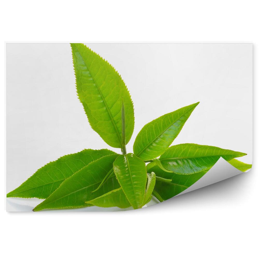 Fototapeta Liście zielonej herbaty białe tło