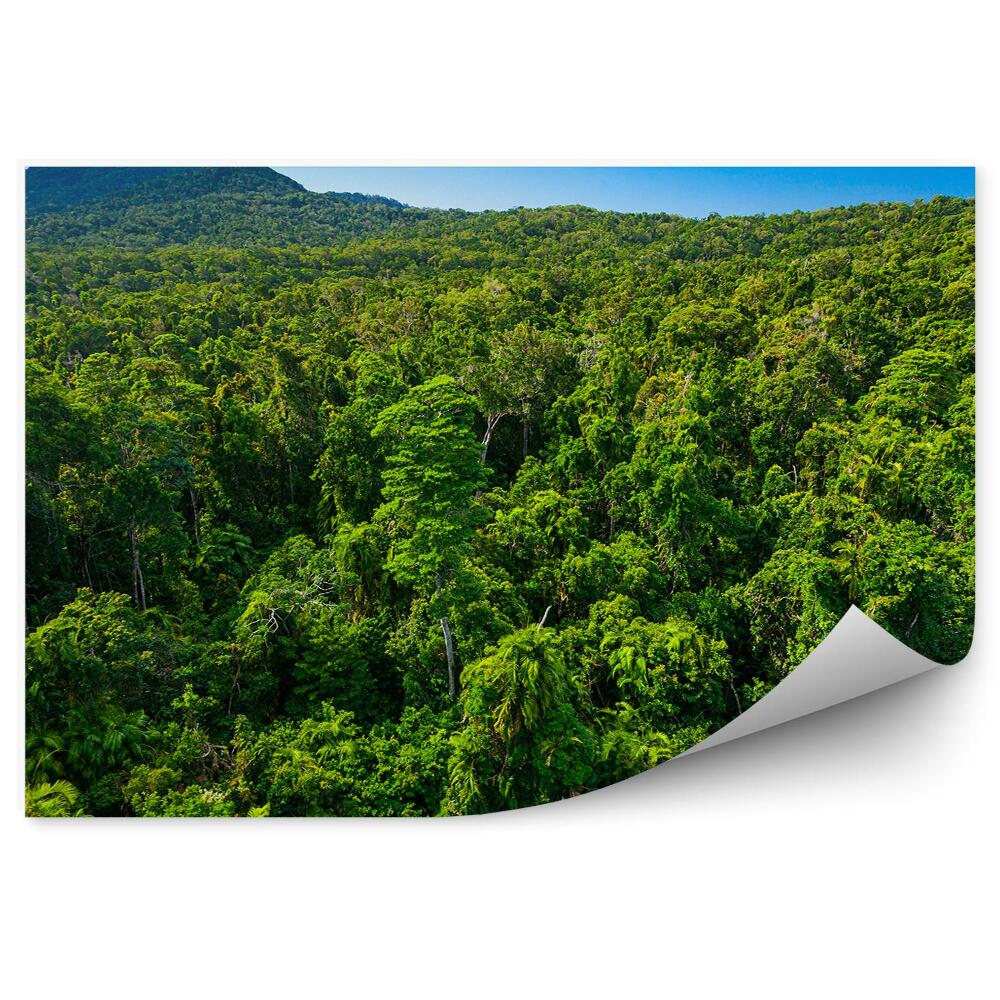 Okleina ścienna Las tropikalny niebo chmury amazonia
