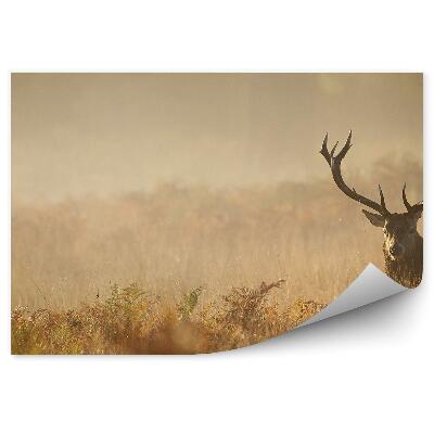 Okleina ścienna Jeleń na zamglonej łące