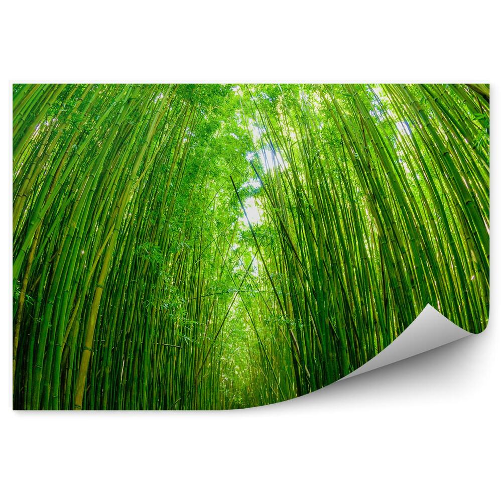 Okleina ścienna Ścieżka przez las bambusowy perspektywa