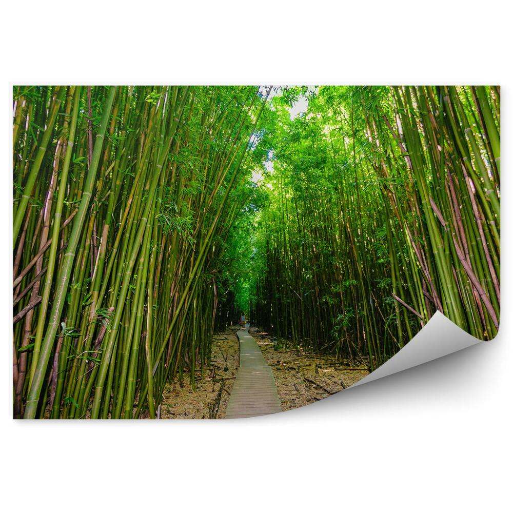 Okleina ścienna Drewniana ścieżka gęsty las bambusowy
