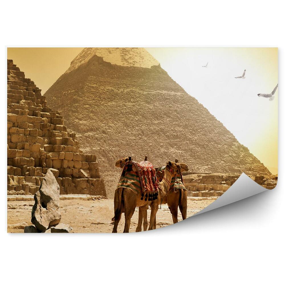 Fototapeta samoprzylepna Wielbłądy zwierzęta piramidy