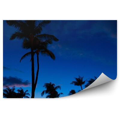 Fototapeta palmy noc niebo chmury