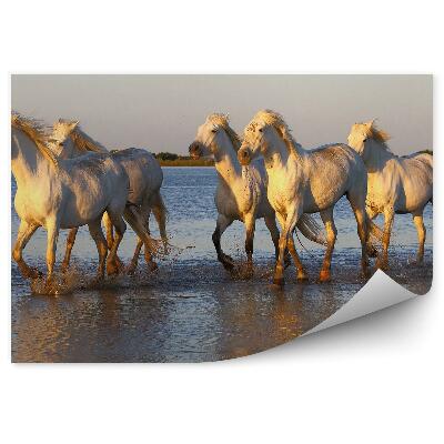 Fototapeta Stado białych koni woda jezioro