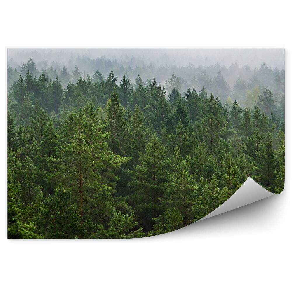 Okleina ścienna Mgła nad lasem choinki zieleń biel