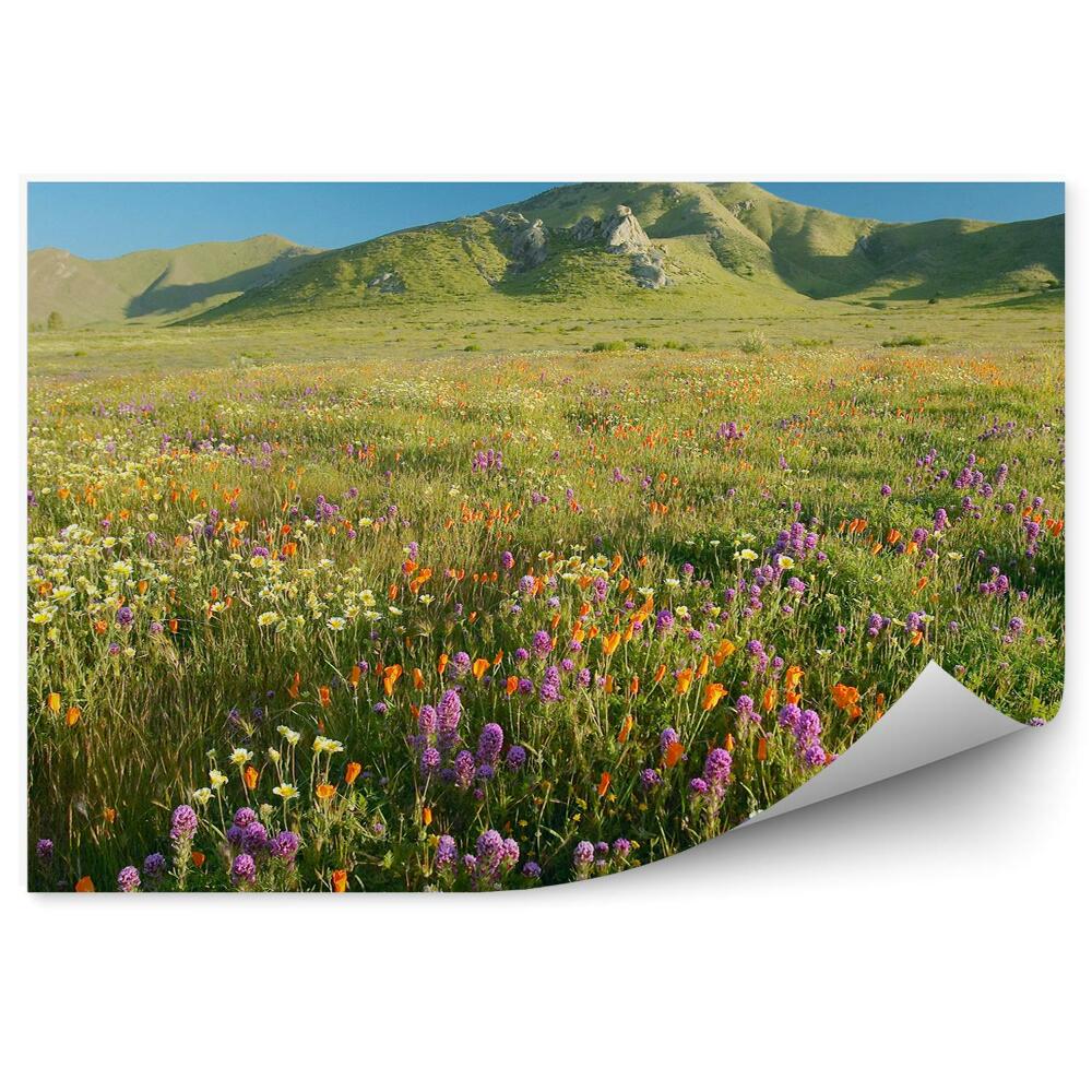 Okleina ścienna Kolorowe kwiaty łąka góry trawa niebo