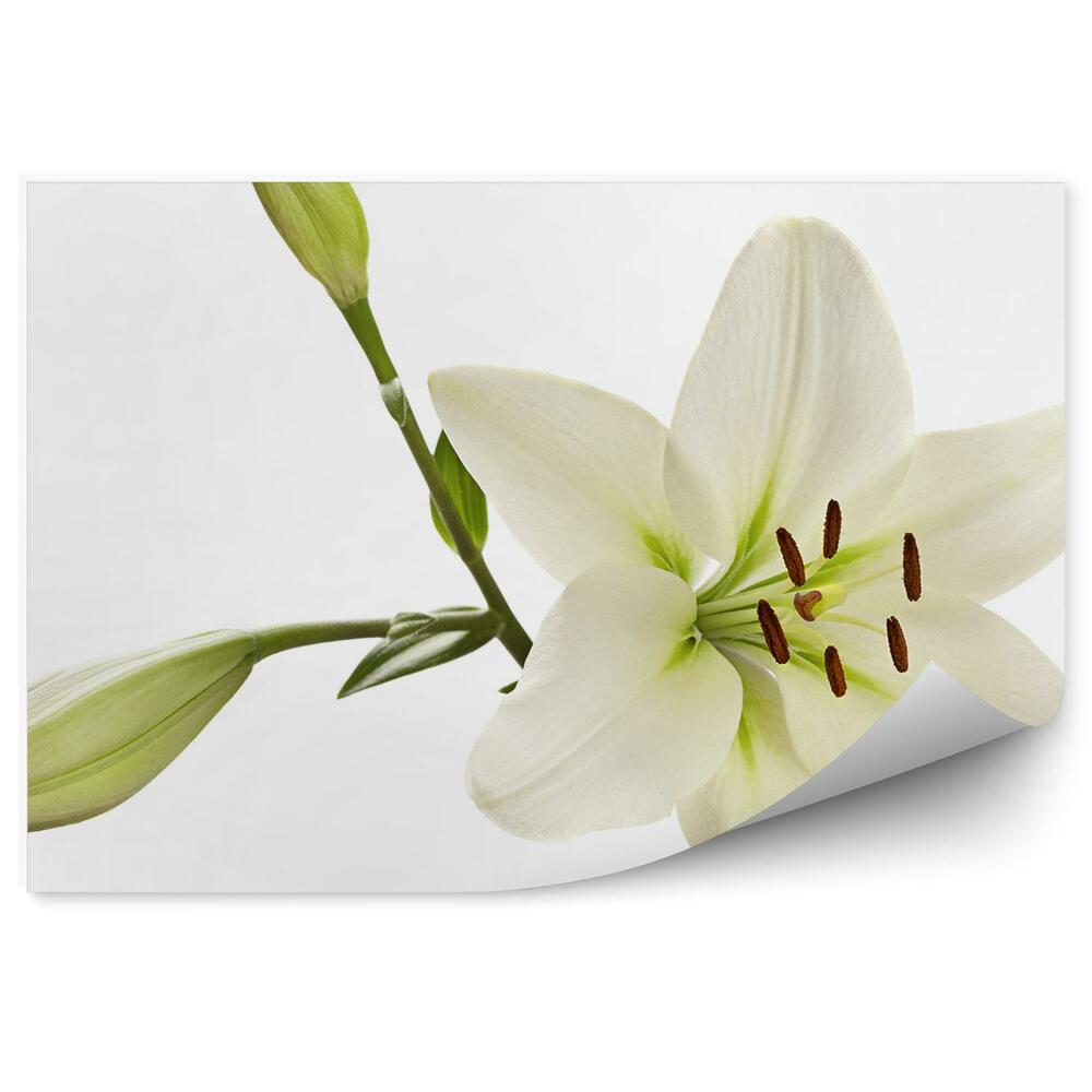 Fototapeta na ścianę Biały kwiat lili
