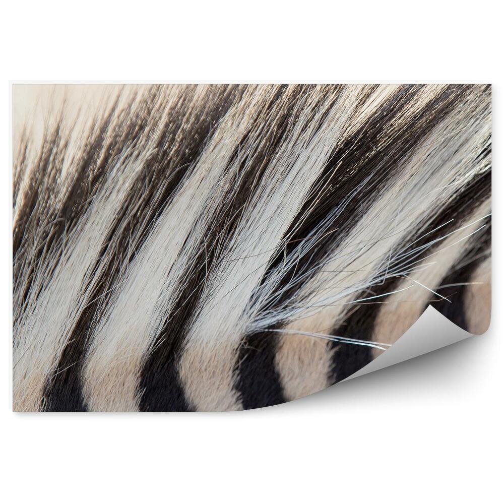 Fototapeta samoprzylepna Zebra grzywa czarno-białe pasy futro