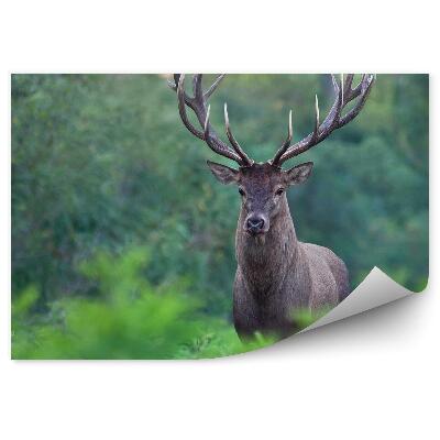 Okleina ścienna Jeleń na tle zielonego lasu