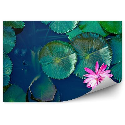 Okleina ścienna Widok z góry lilie wodne na stawie