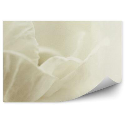 Fototapeta na ścianę Białe płatki róży tło