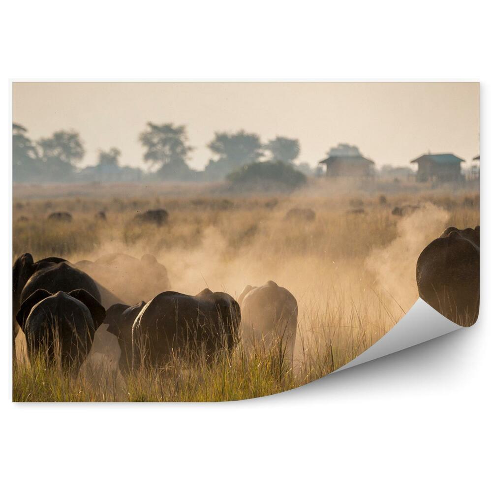Fototapeta Parku narodowym chobe botswan domy drzewa trawa słonie