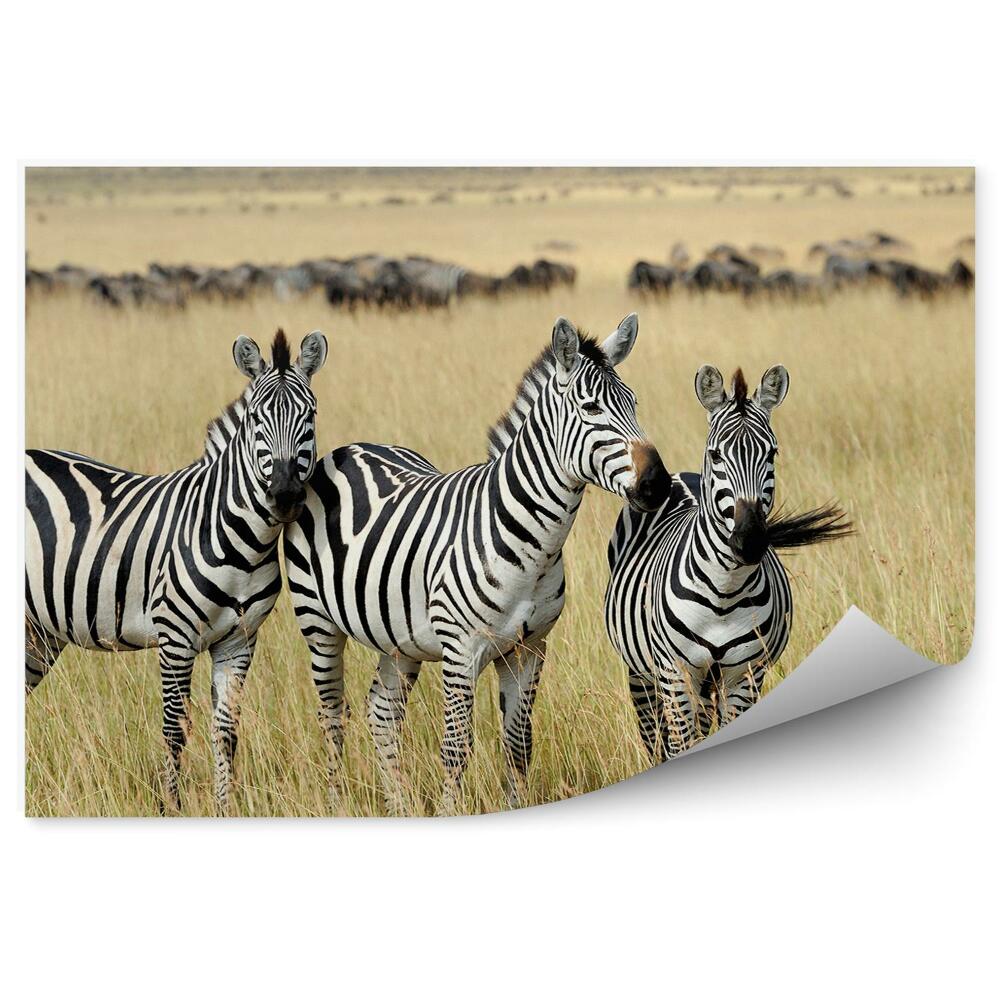 Fototapeta Trzy zebry na sawannie