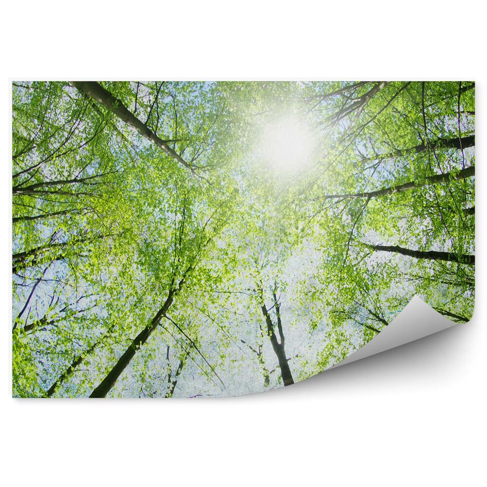 Fototapeta na ścianę Zielone drzewa latem blask światła perspektywa