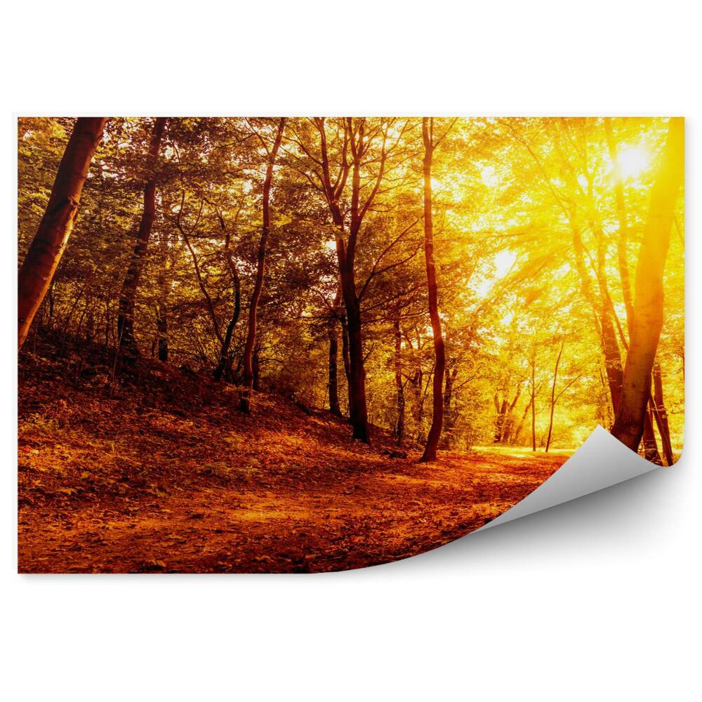 Fototapeta Jesienny las o zachodzie slońca