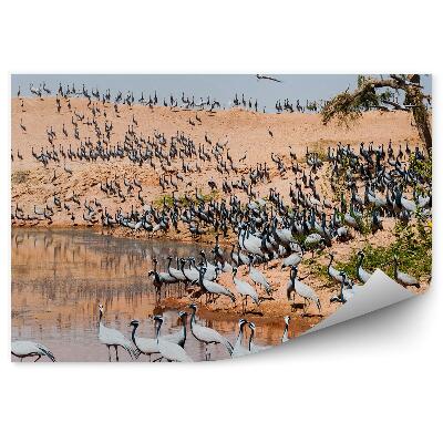 Fototapeta Stado ptaków woda piasek natura