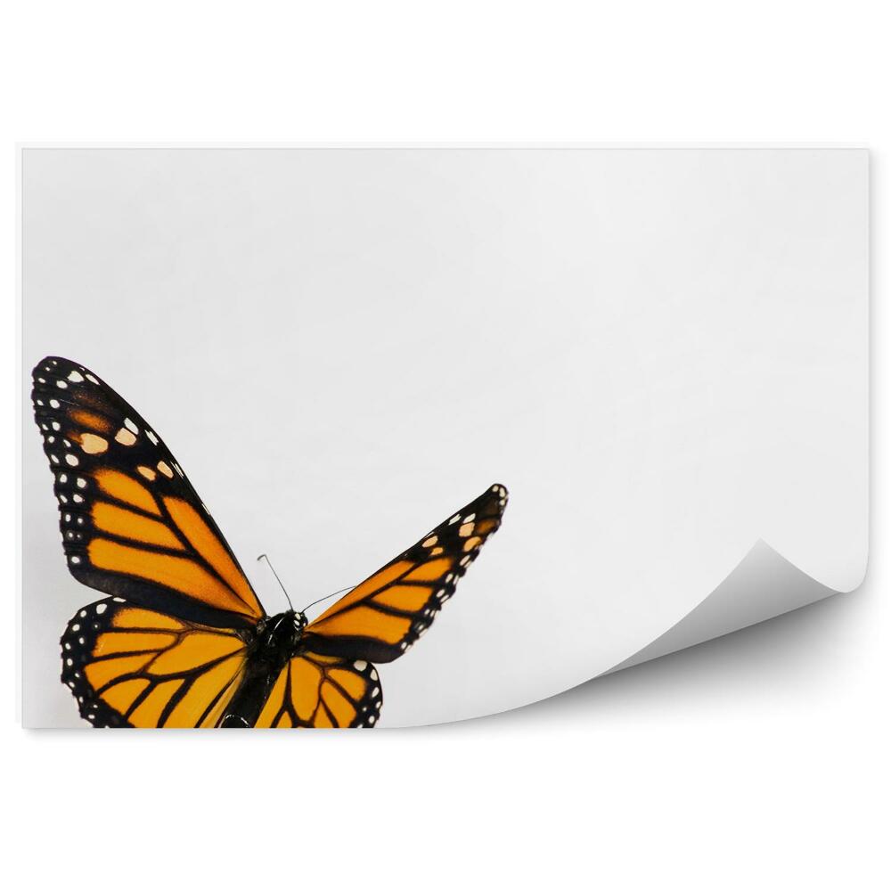 Fototapeta Czarny motyl pomarańczowe skrzydła białe plamki