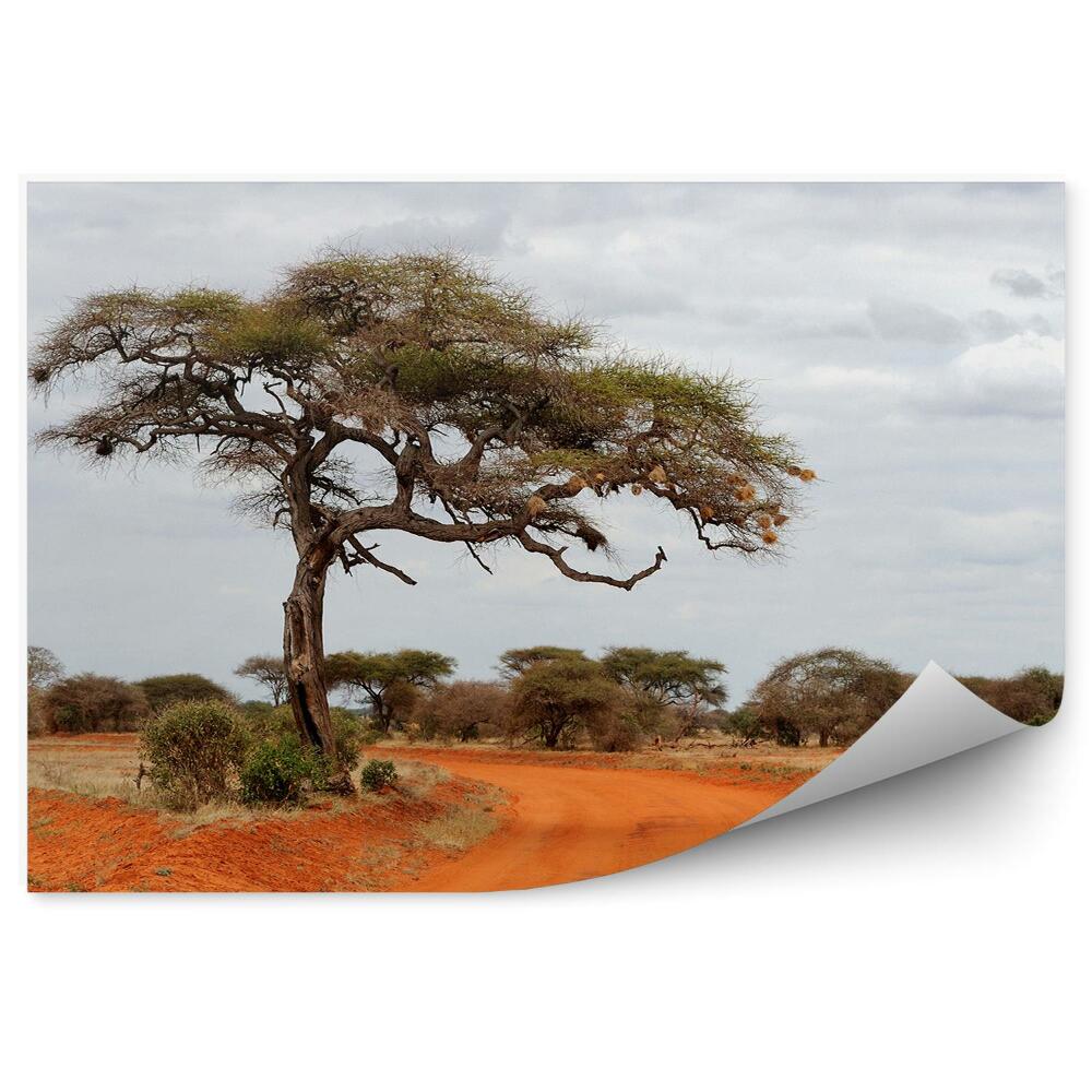 Fototapeta Krajobraz drzewa rośliny przyroda