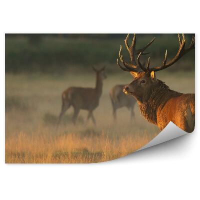 Okleina ścienna Jelenie na łące o świcie