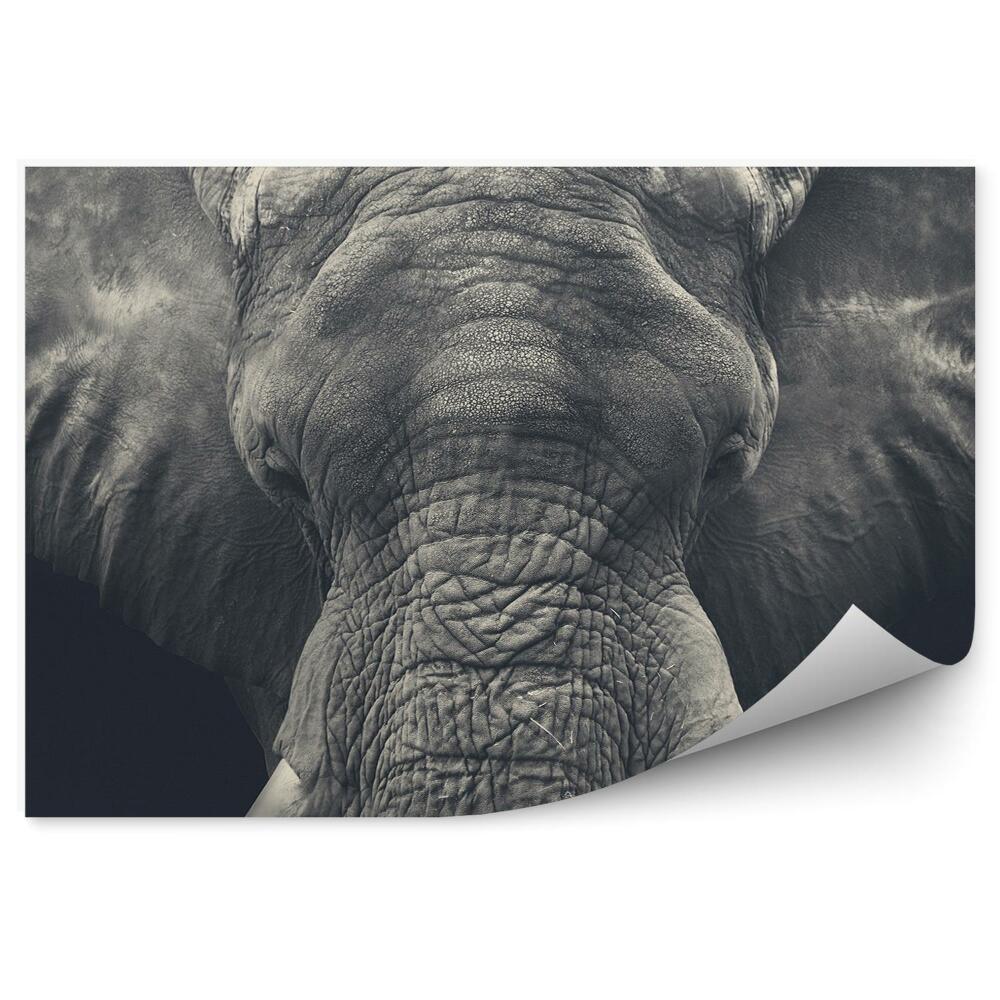 Okleina ścienna Słoń afrykański zdjęcie z bliska