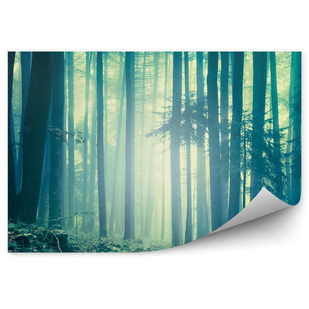 Okleina ścienna Niebiesko zielony las iglasty mgła