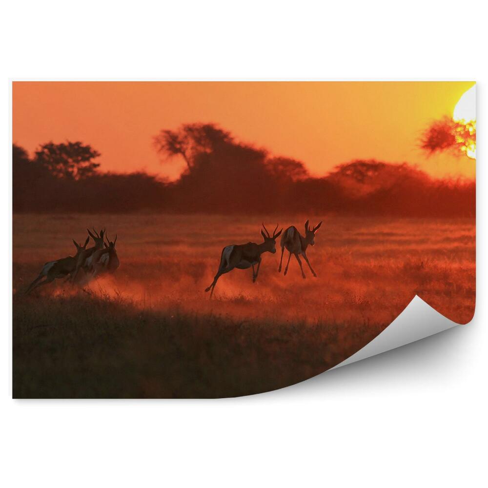 Fototapeta Antylopy trawa zachód słońca sawanna