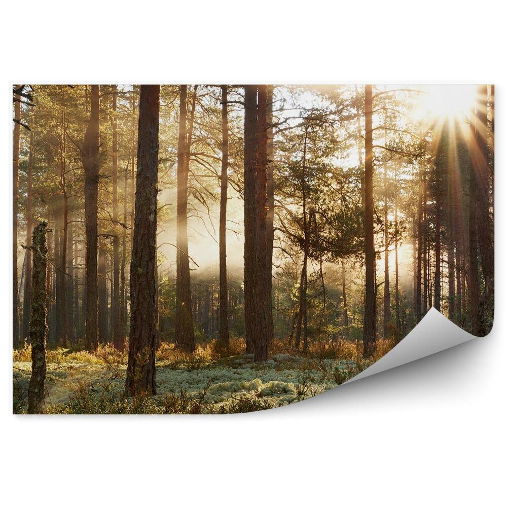 Fototapeta na ścianę Iglasty las w porannym słońcu