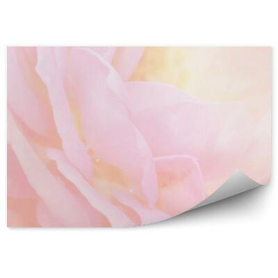 Fototapeta na ścianę Różowe róże płatki tło