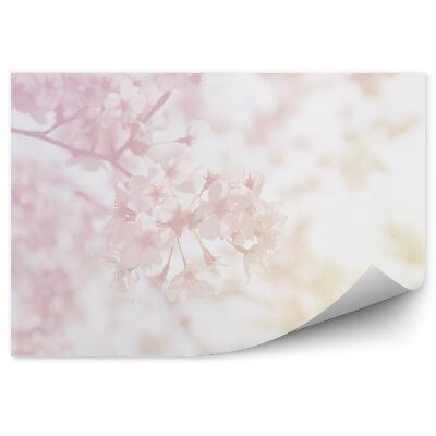 Fototapeta Kwiaty wiśni pastelowe kolory natura