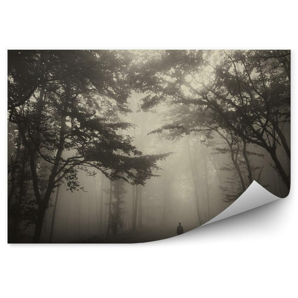 Okleina ścienna Las drzewa mgła człowiek ścieżka błoto