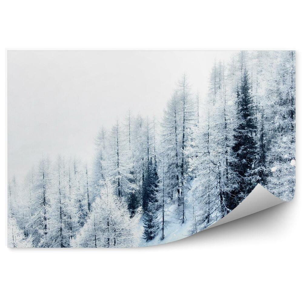 Fototapeta Zimowy las