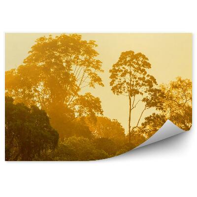 Okleina ścienna Światło drzewa las natura