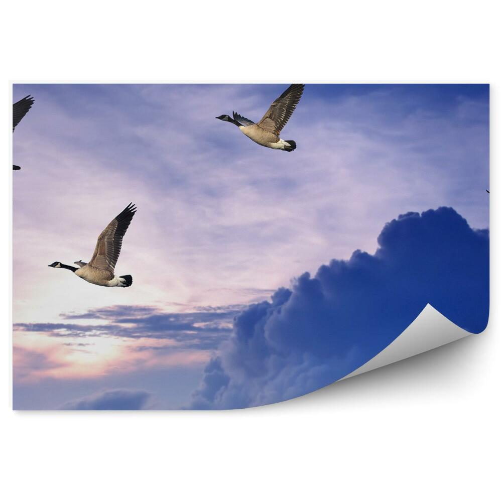 Fototapeta Ptaki latające niebo chmury zachód słońca