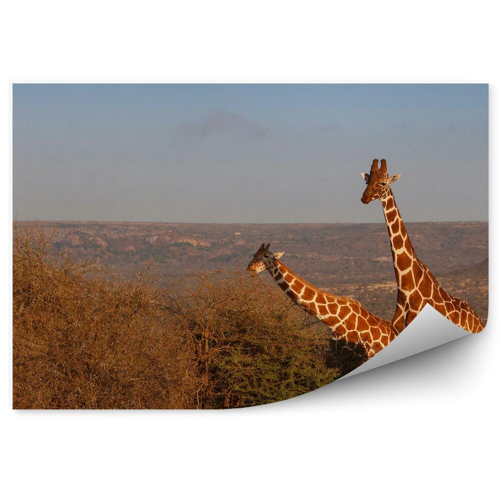 Okleina ścienna Żyrafy podróże kenia afryka gałęzie