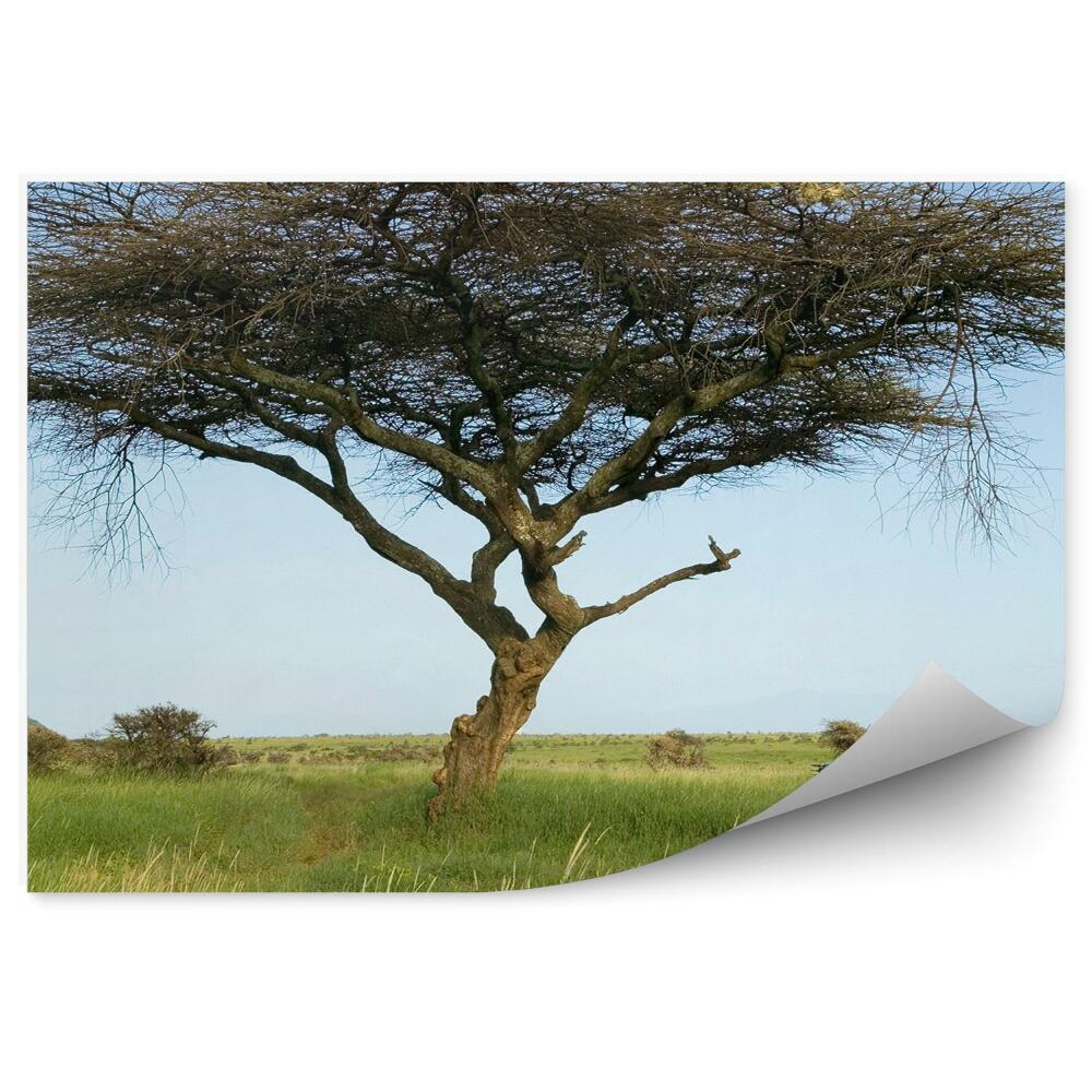 Fototapeta Przewodnik safari drzewo akacji trawa rośliny niebo