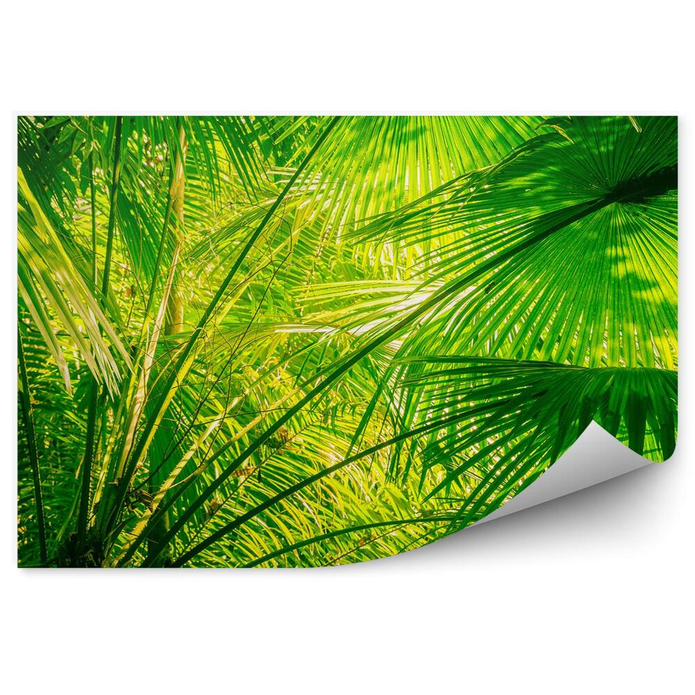 Okleina na ścianę liście palmy dżungla Amazonia