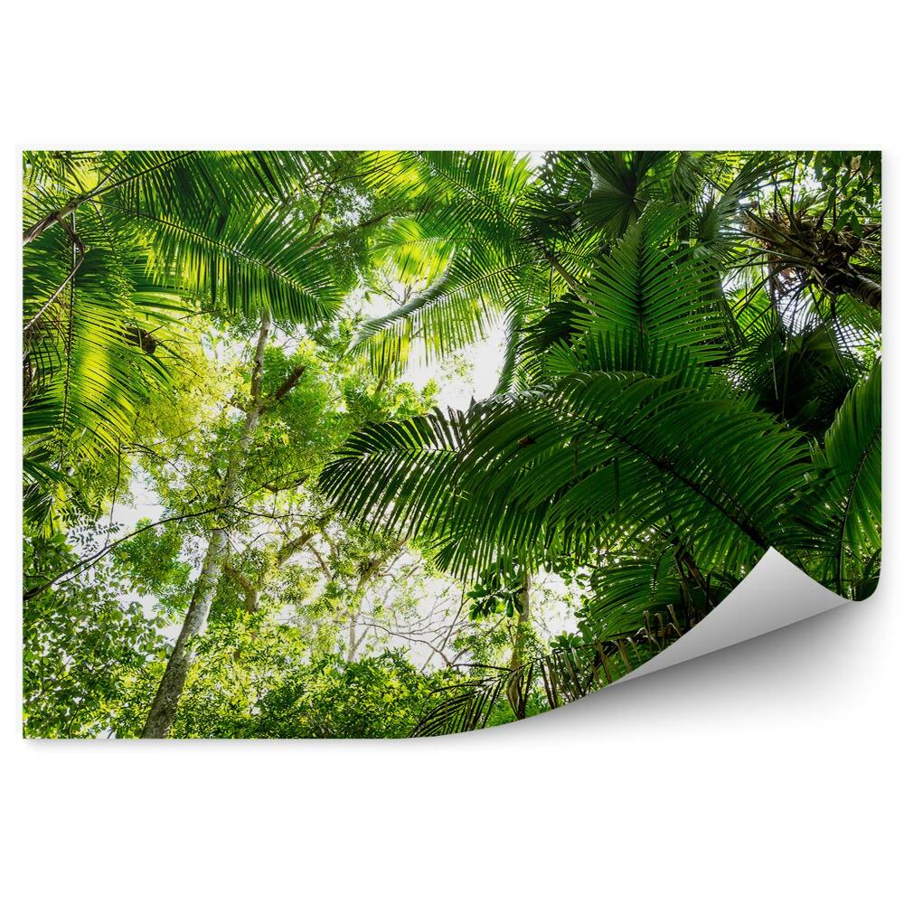 Okleina na ścianę liście palmy dżungla Amazonia drzewa