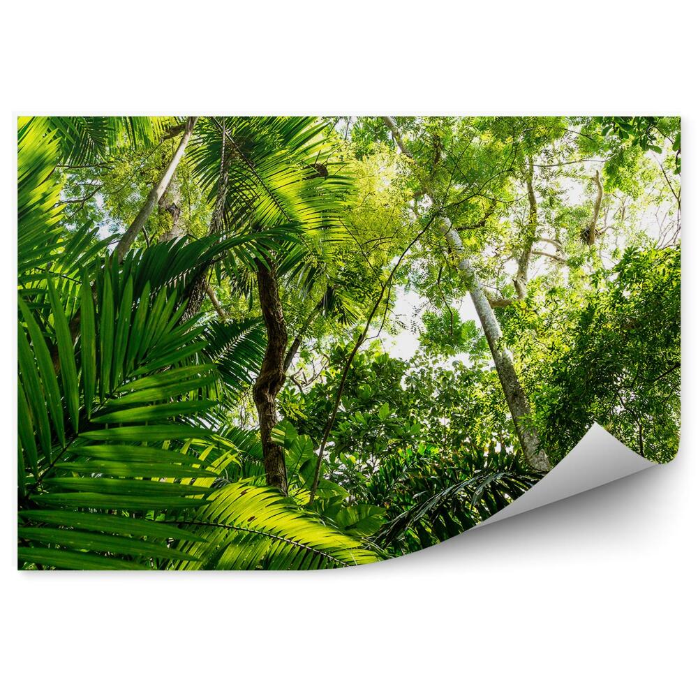 Okleina ścienna Amazonia liście wysokie drzewa zielone