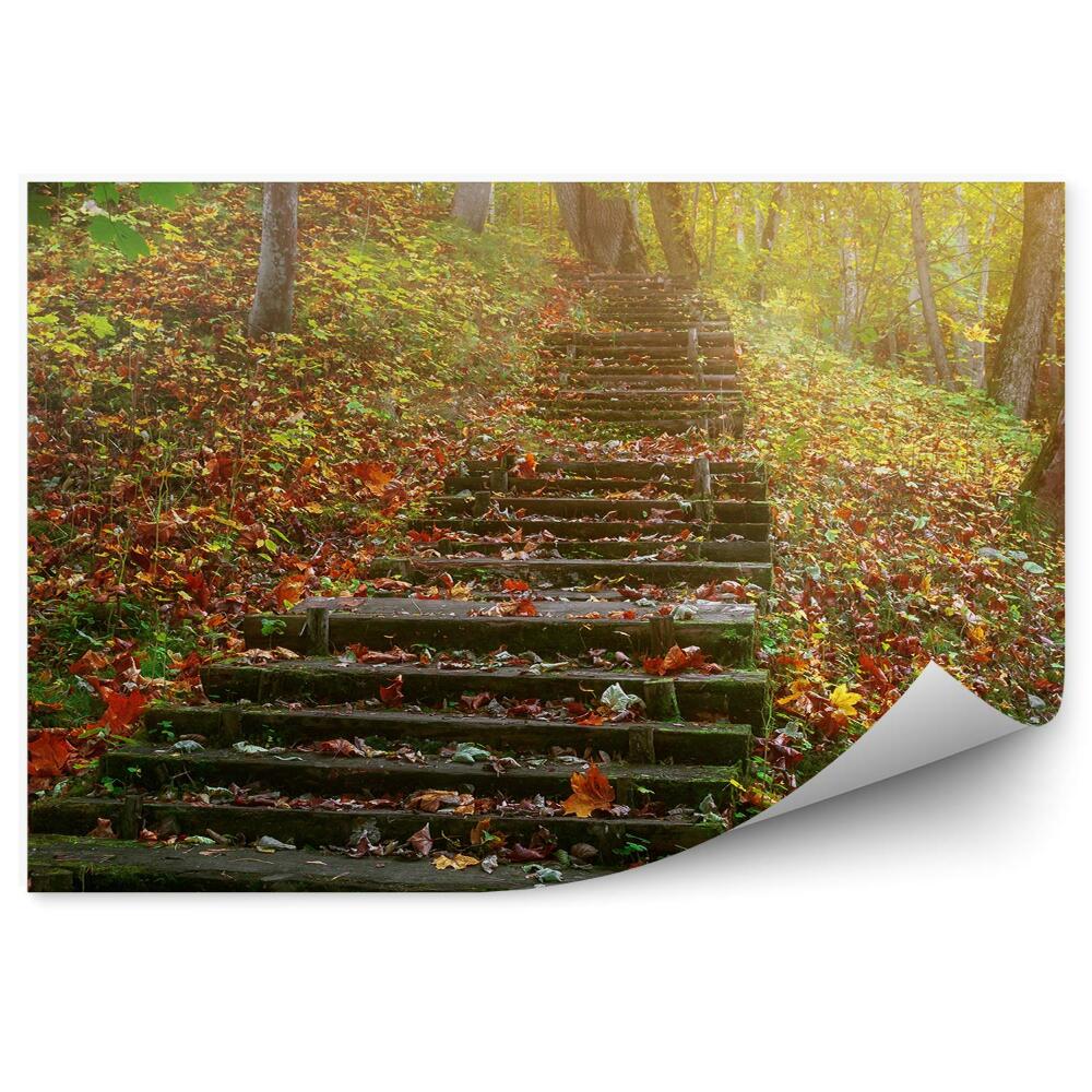 Fototapeta samoprzylepna Kamienne schody w lesie jesienny krajobraz