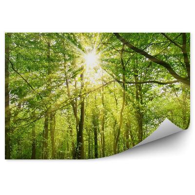 Fototapeta na ścianę Słońce przebijające się przez korony drzew