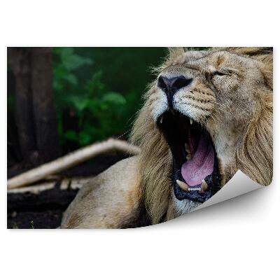 Okleina ścienna Ryczący lew