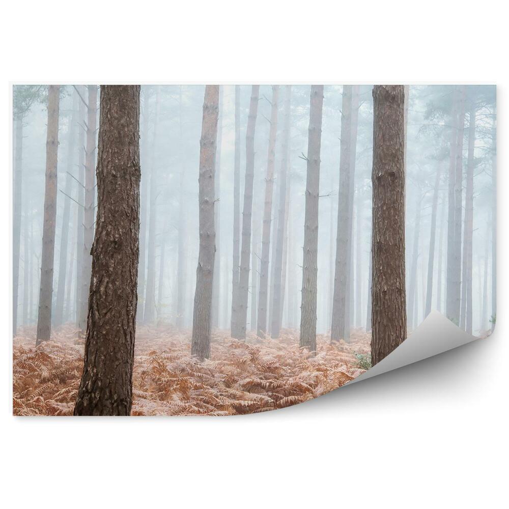 Okleina ścienna Sosnowy las paprocie mgła