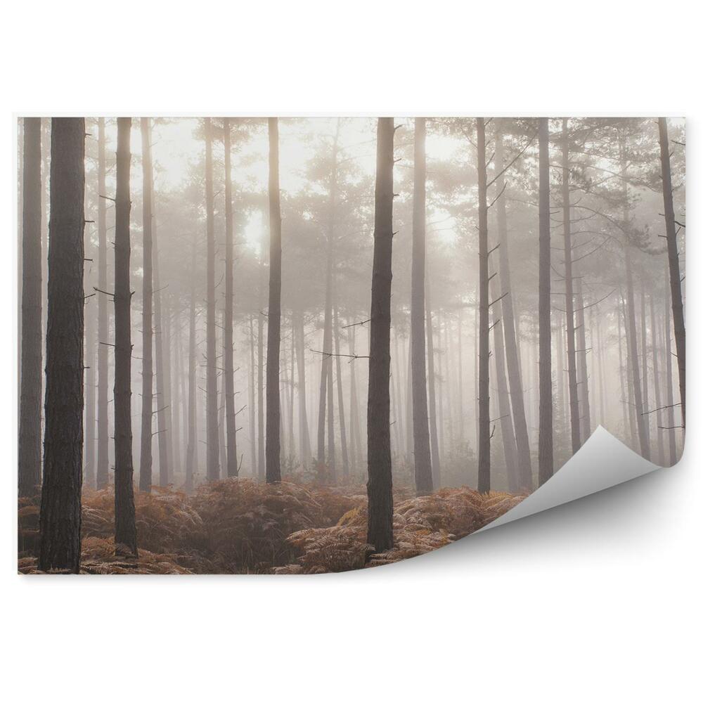 Okleina ścienna Sosnowy las paprocie mgła