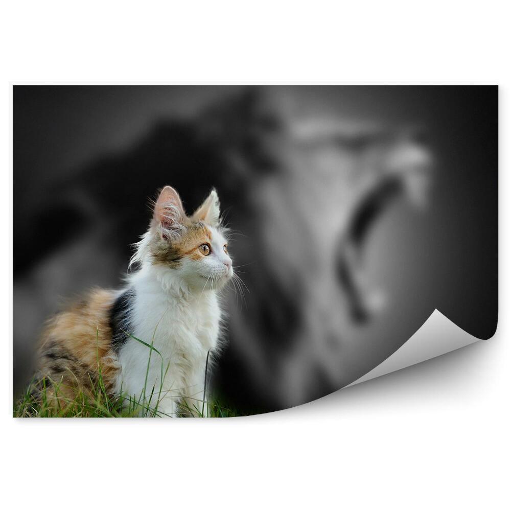 Fototapeta Brązowy biały kot trawa czarno-biały lew tło