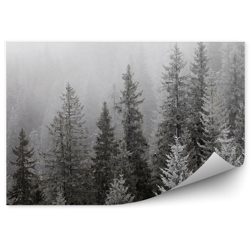 Fototapeta Zimowy las mgła sepia