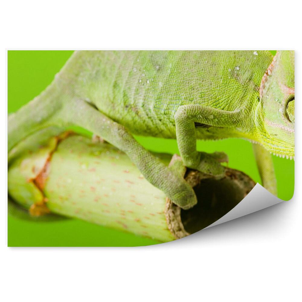 Okleina ścienna Zielony kameleon na patyku