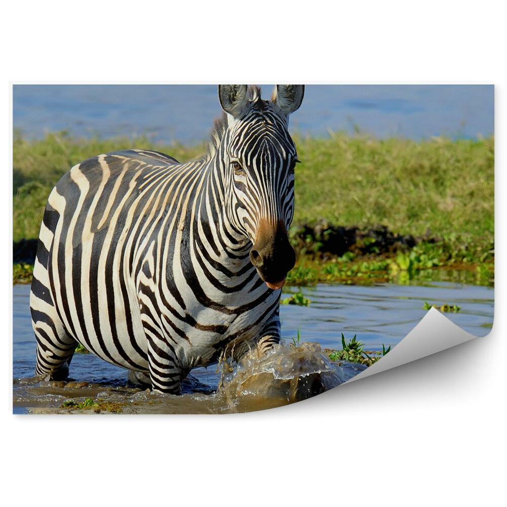 Fototapeta Zebra w kenii